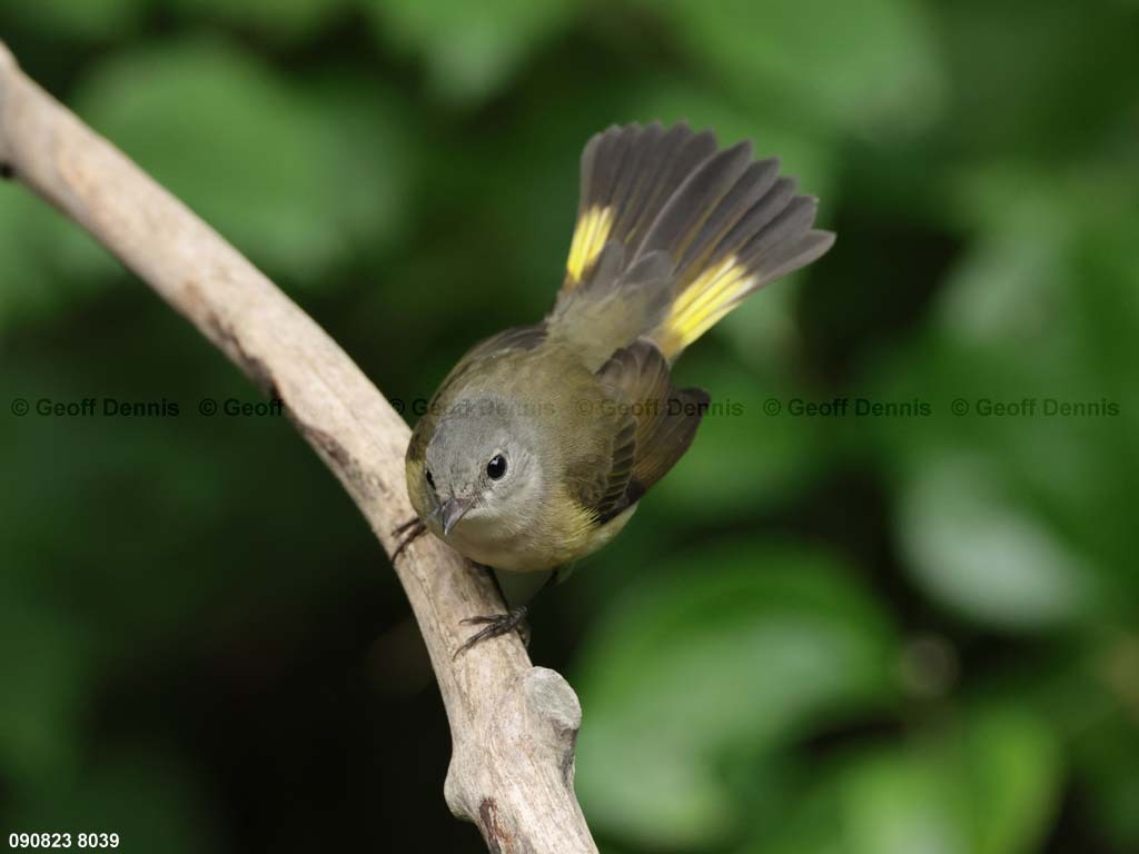 AMRE-CV_American-Redstart