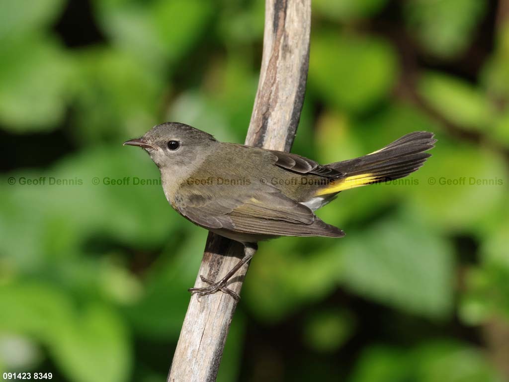 AMRE-CW_American-Redstart