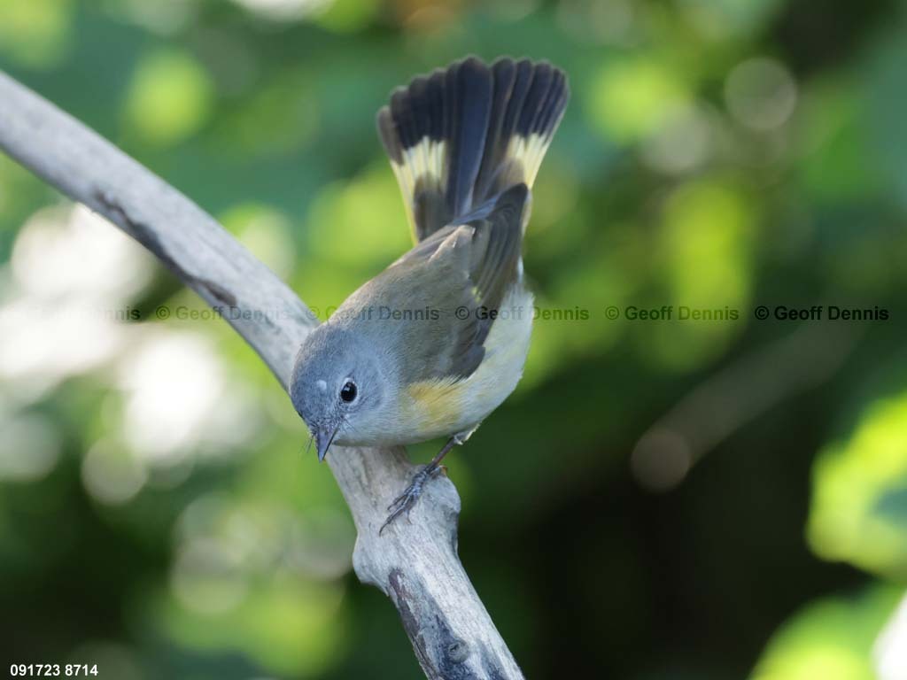 AMRE-CX_American-Redstart