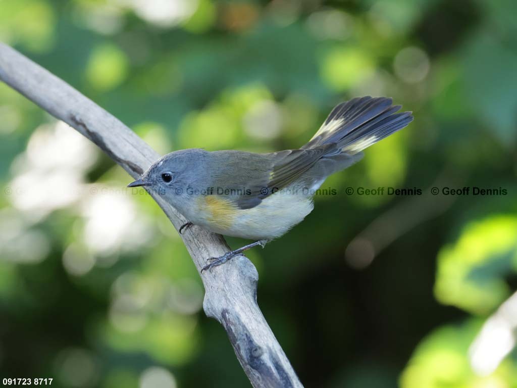 AMRE-CY_American-Redstart