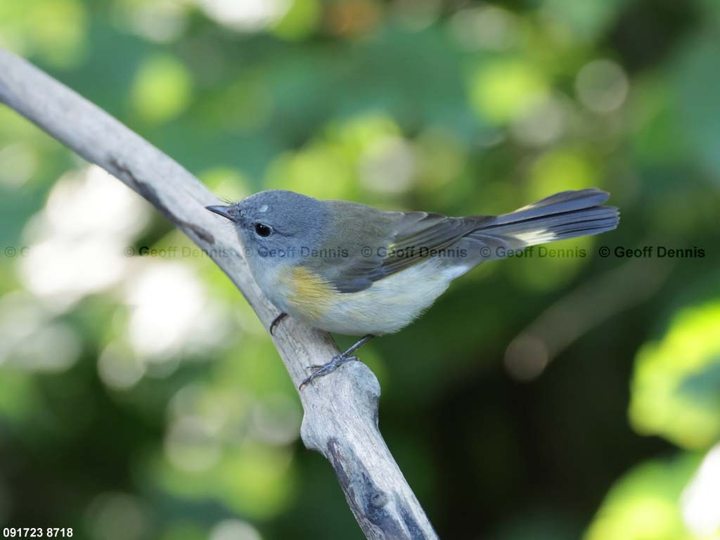 AMRE-CZ_American-Redstart