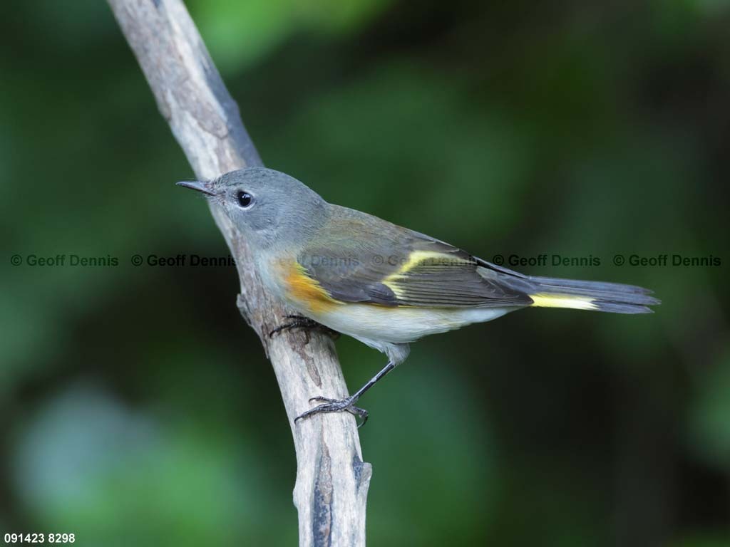 AMRE-DA_American-Redstart