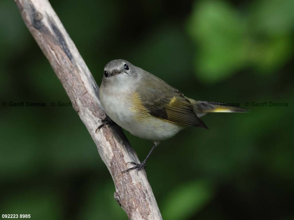 AMRE-DB_American-Redstart