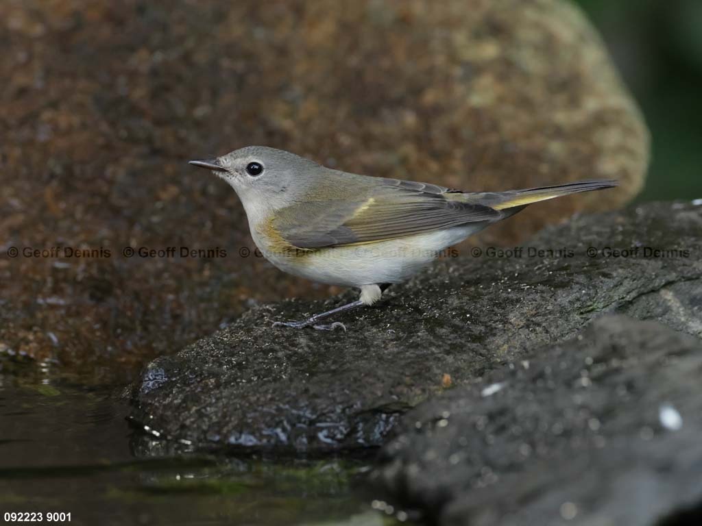 AMRE-DC_American-Redstart