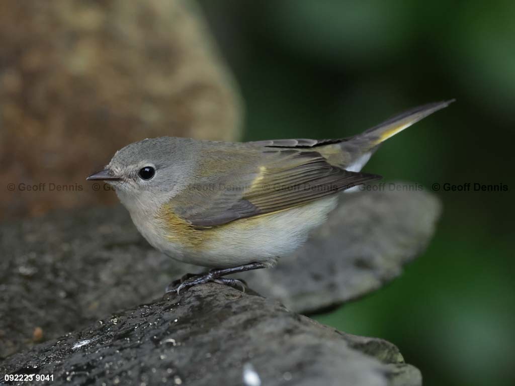 AMRE-DD_American-Redstart