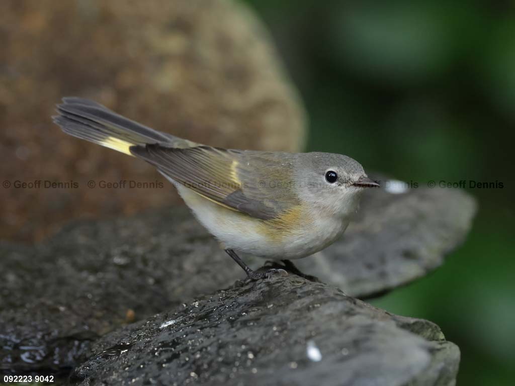 AMRE-DE_American-Redstart
