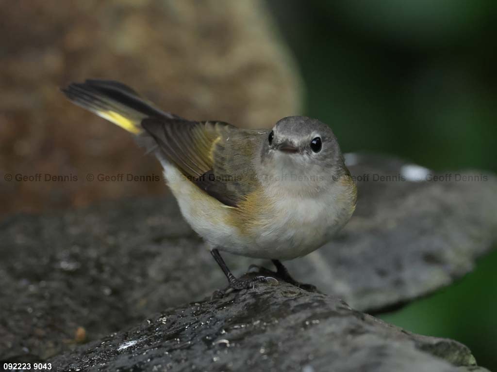 AMRE-DF_American-Redstart