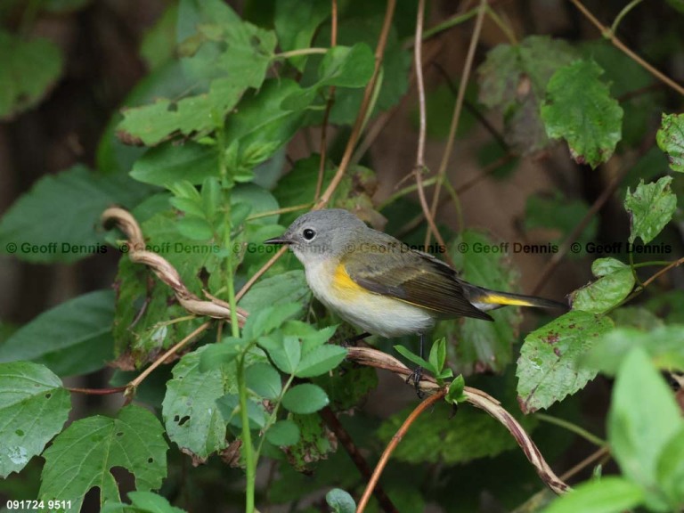 AMRE-DG_American-Redstart