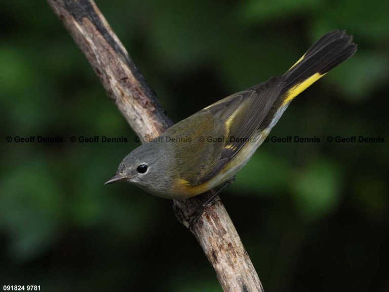 AMRE-DH_American-Redstart