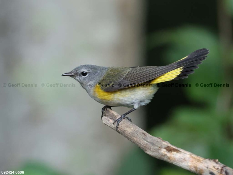 AMRE-DI_American-Redstart