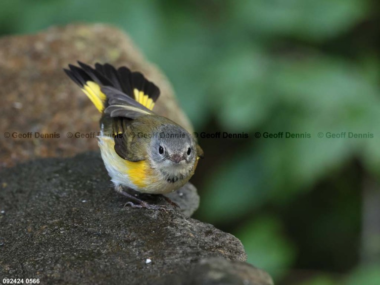 AMRE-DK_American-Redstart