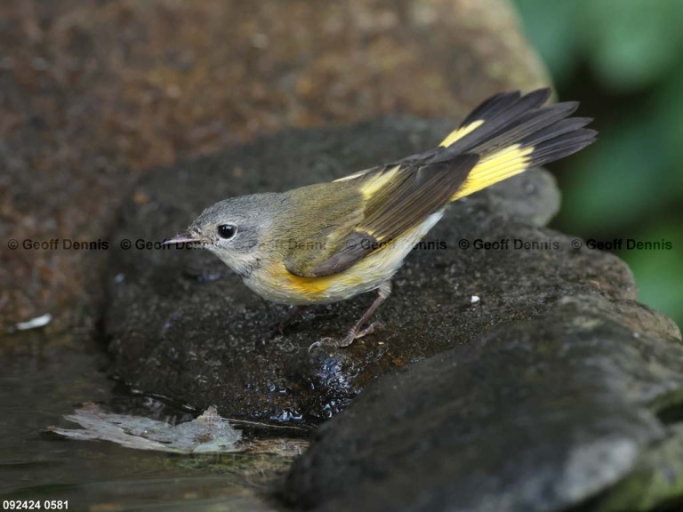 AMRE-DL_American-Redstart