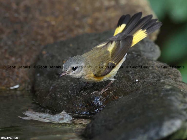 AMRE-DM_American-Redstart