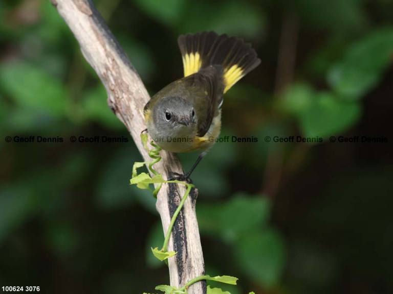 AMRE-DN_American-Redstart