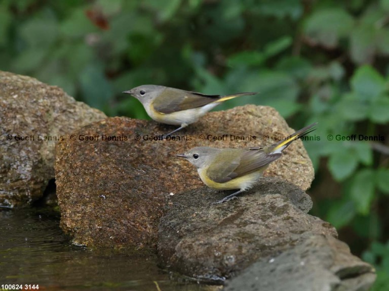 AMRE-DO_American-Redstart