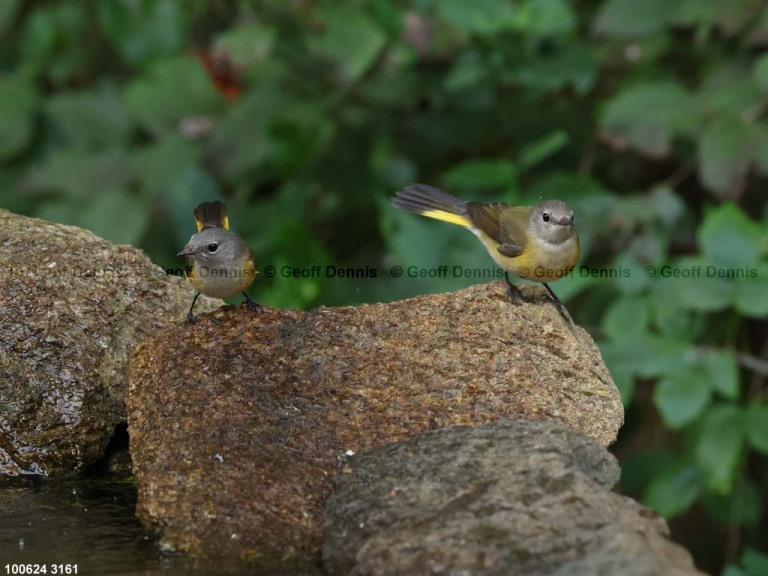 AMRE-DP_American-Redstart