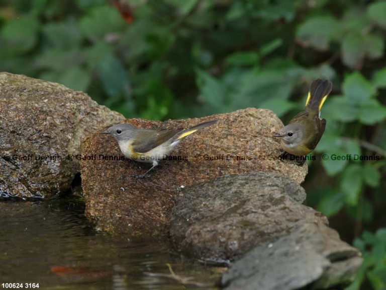 AMRE-DQ_American-Redstart