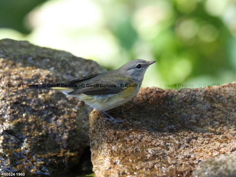 AMRE-DS_American-Redstart