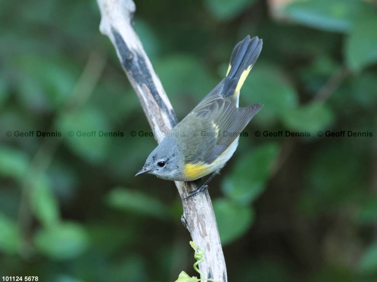 AMRE-DT_American-Redstart