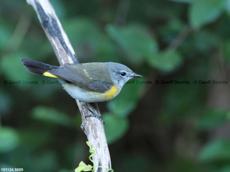 AMRE-DU_American-Redstart