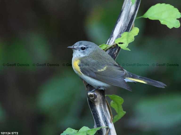 AMRE-DV_American-Redstart