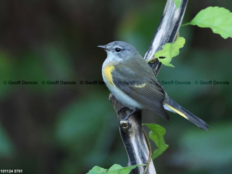 AMRE-DW_American-Redstart