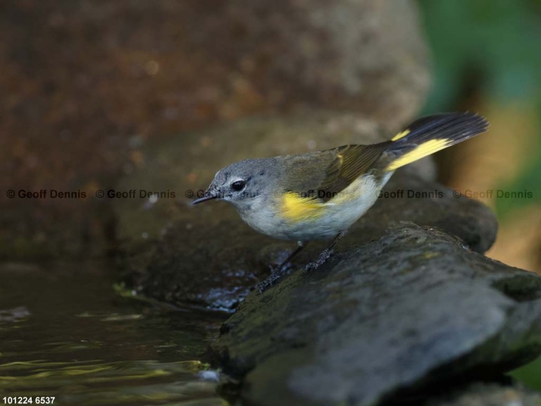 AMRE-DY_American-Redstart