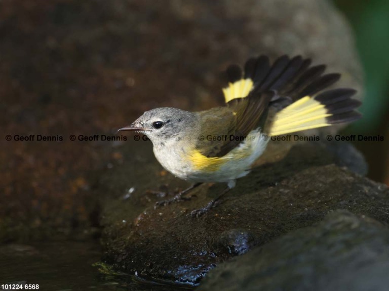 AMRE-DZ_American-Redstart