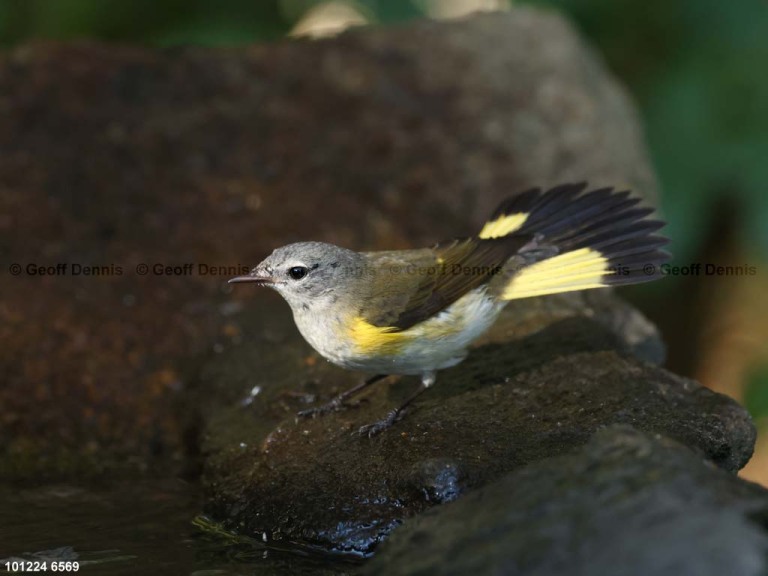 AMRE-EA_American-Redstart