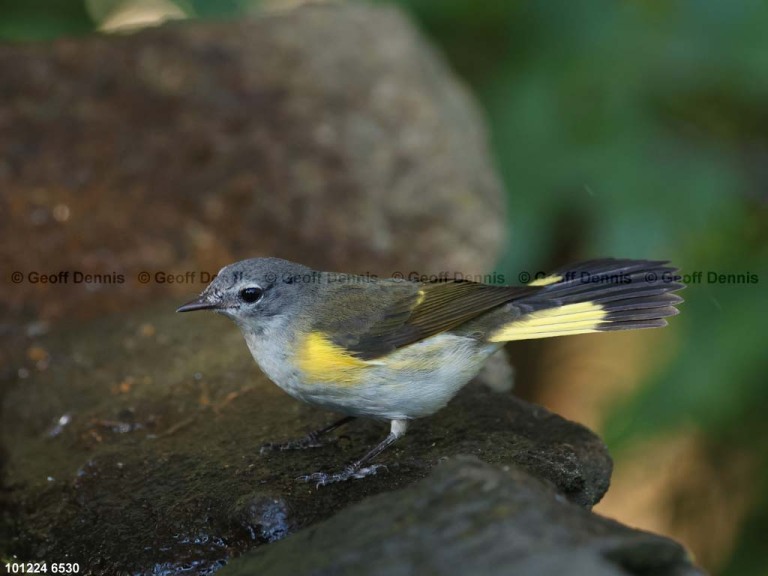 AMRE-EB_American-Redstart