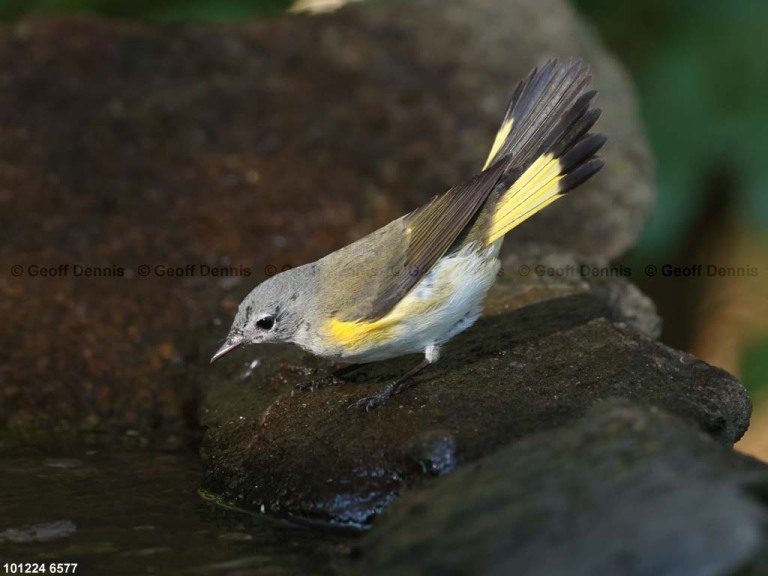 AMRE-EC_American-Redstart