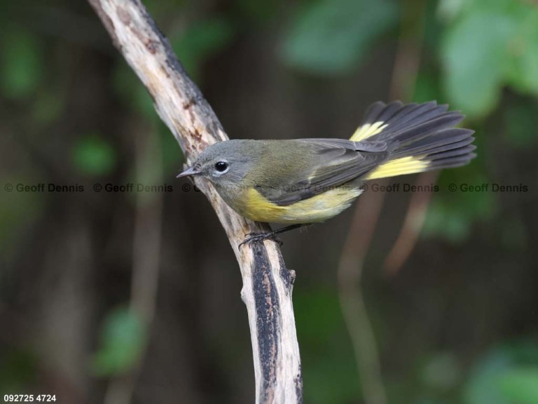 AMRE-ED_American-Redstart
