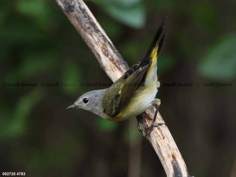AMRE-EE_American-Redstart