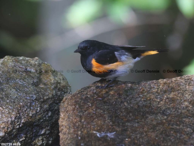 AMRE-EF_American-Redstart