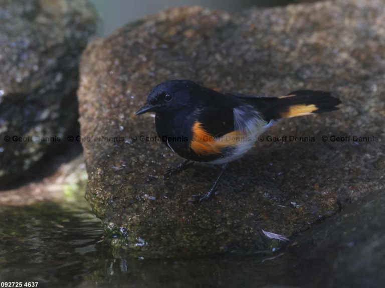 AMRE-EG_American-Redstart