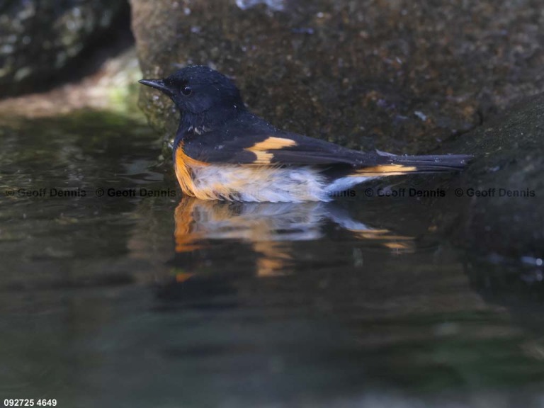 AMRE-EH_American-Redstart