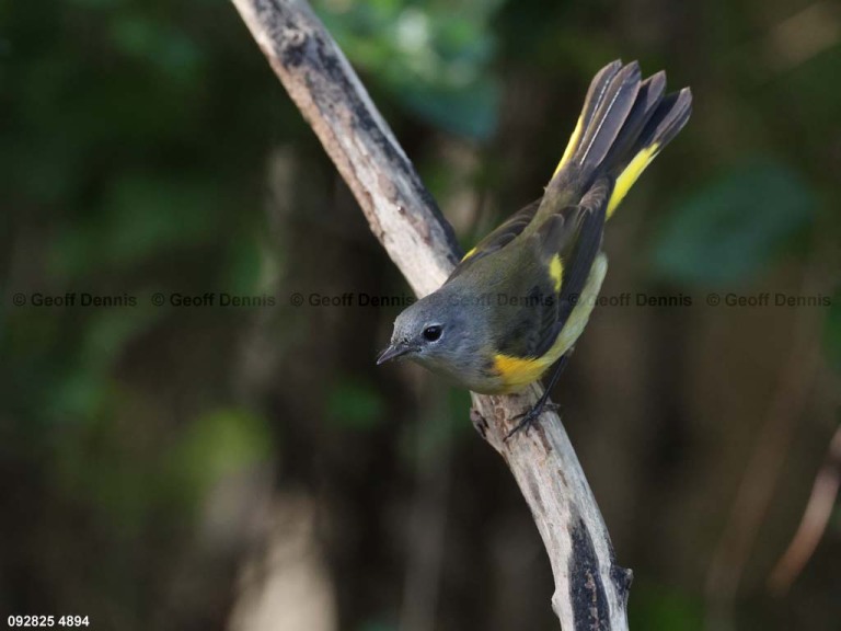 AMRE-EI_American-Redstart