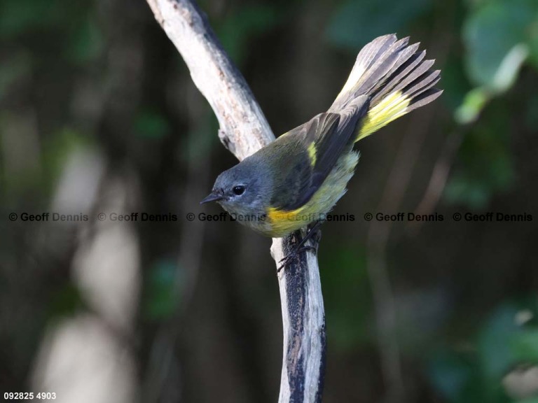 AMRE-EJ_American-Redstart
