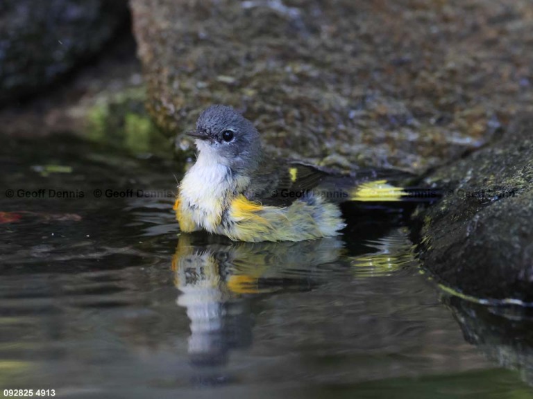 AMRE-EK_American-Redstart