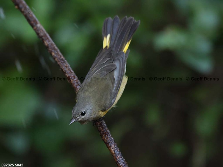 AMRE-EL_American-Redstart