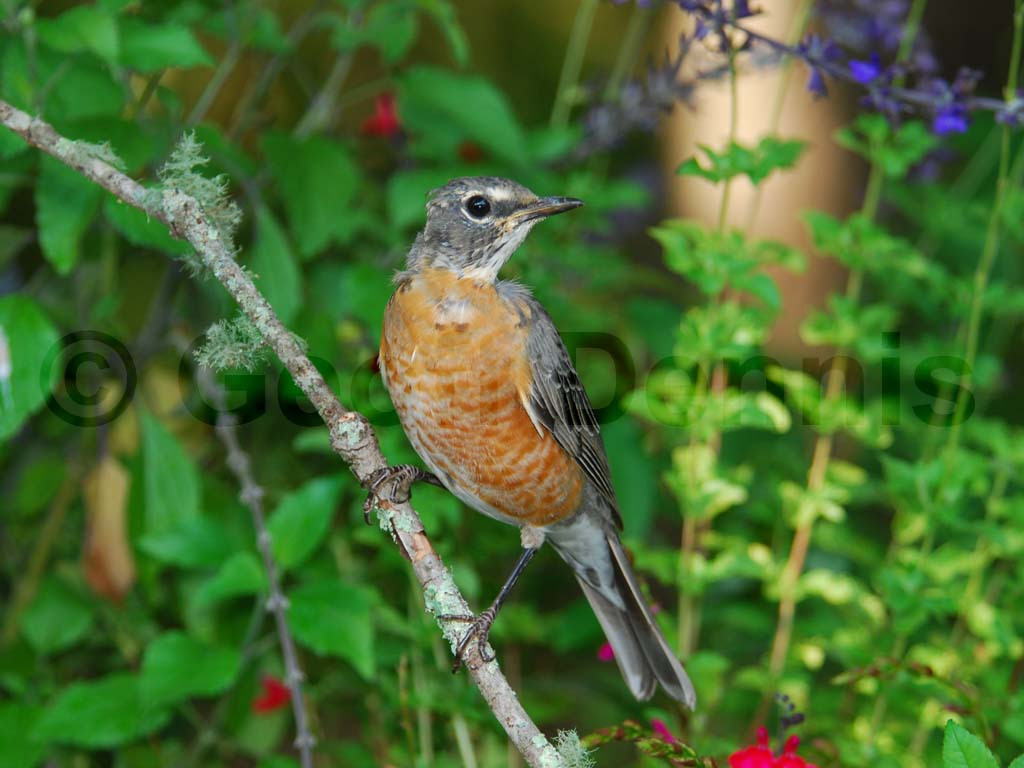 AMRO-AA_American-Robin