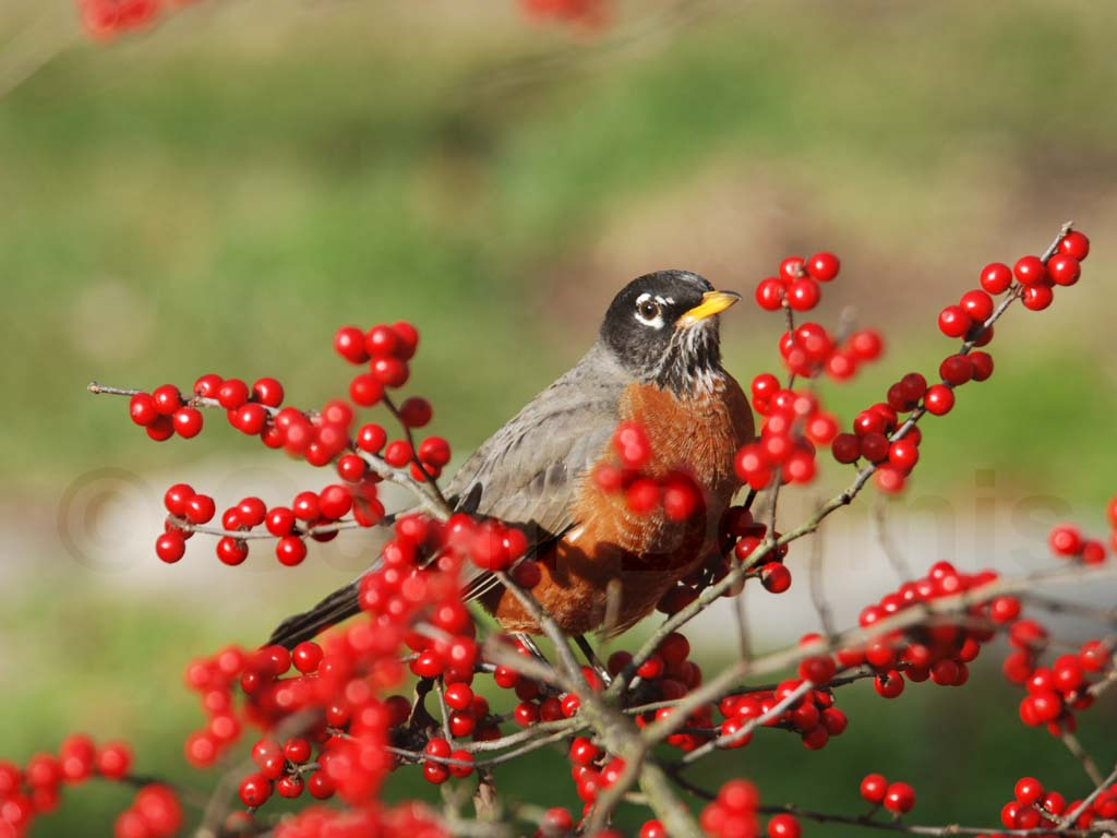 AMRO-AB_American-Robin