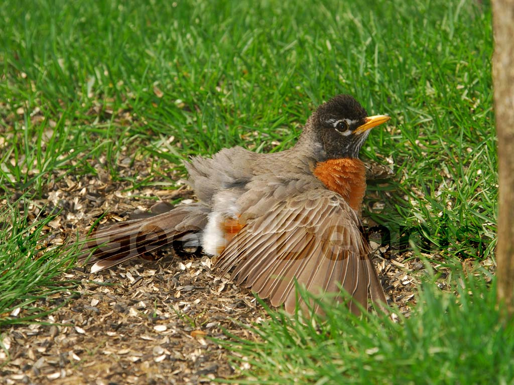 AMRO-AC_American-Robin