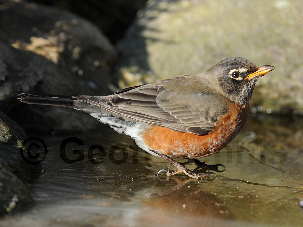 AMRO-AD_American-Robin