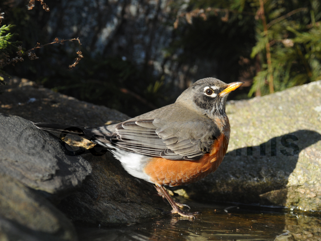 AMRO-AE_American-Robin