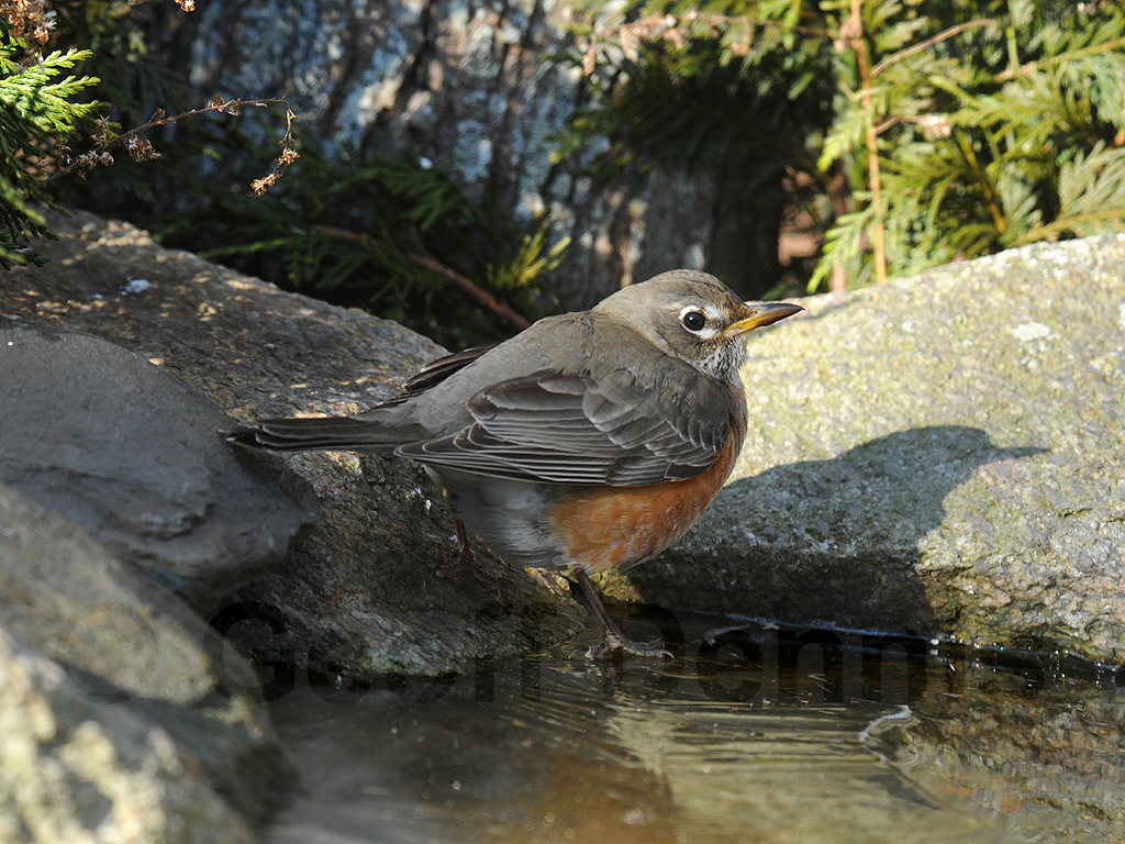 AMRO-AF_American-Robin