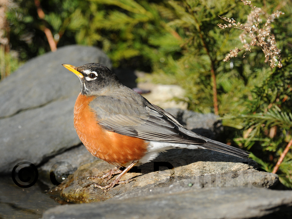 AMRO-AG_American-Robin
