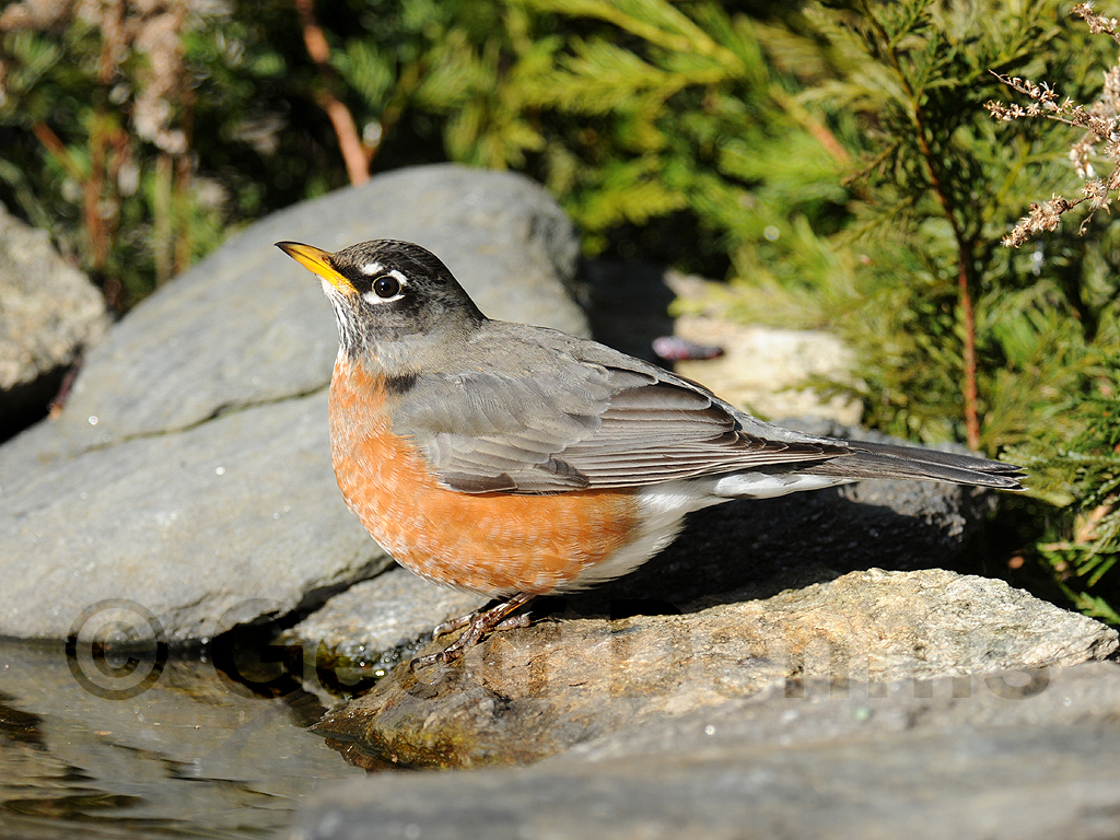 AMRO-AH_American-Robin