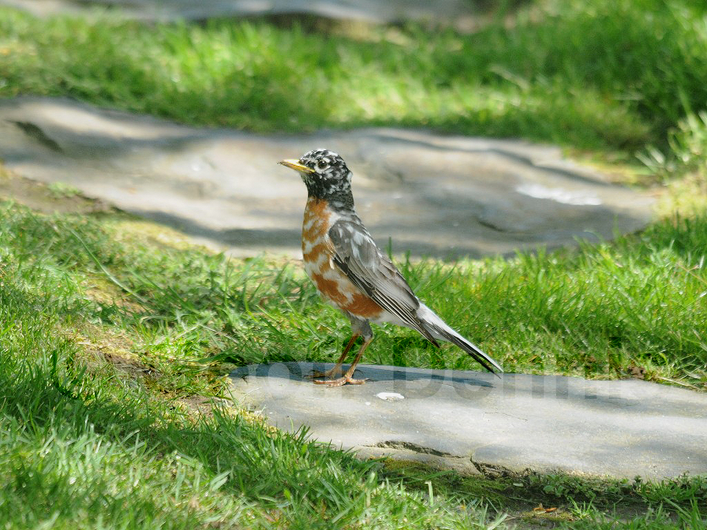 AMRO-AI_American-Robin