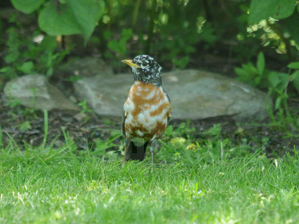 AMRO-AJ_American-Robin